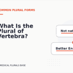 What Is the Plural of Vertebra?