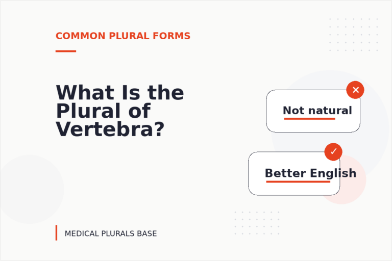 What Is the Plural of Vertebra? What Is the Plural of Vertebra?