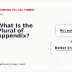 What Is the Plural of Appendix?